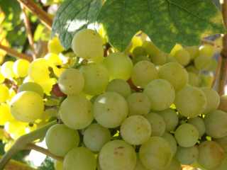 Druiventrossen hingen er in overvloed