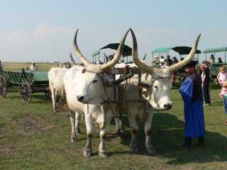 Hortobágy National ParkDe Hongaarse grijze koeien met hun grote hoorns