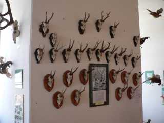 Jachttrofeën in de jachtkamer van het kasteel