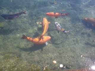 TapolcaHet heldere water van de vijver zit vol met vissen