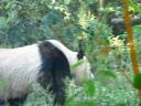 Pandabeer in de dierentuin bij Schönbrunn